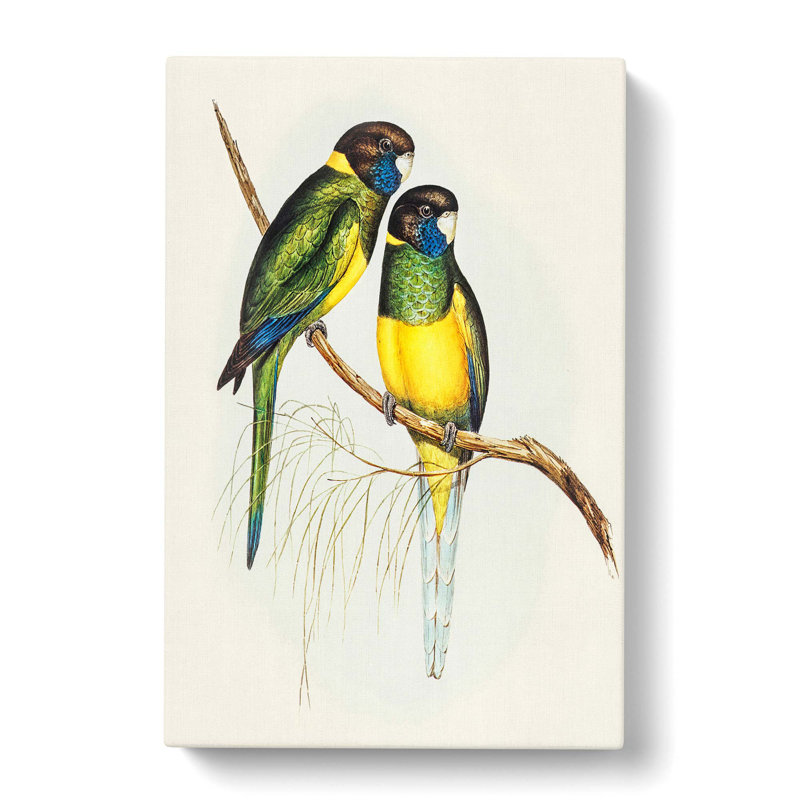Bauers Parakeets by Elizabeth Gould - Wrapped Canvas, 60cm H x 40cm W x 3cm D