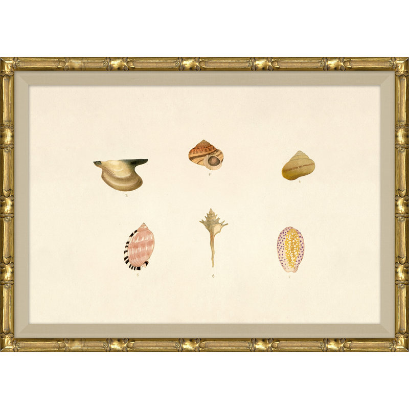 Malacology Study, Plate VIII