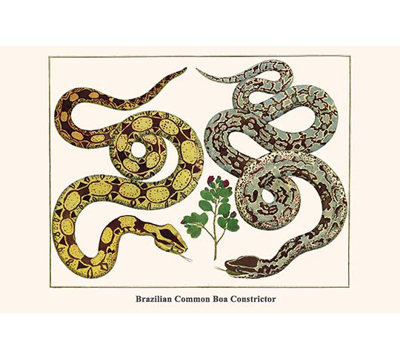 " Brazilian Common Boa Constrictor "