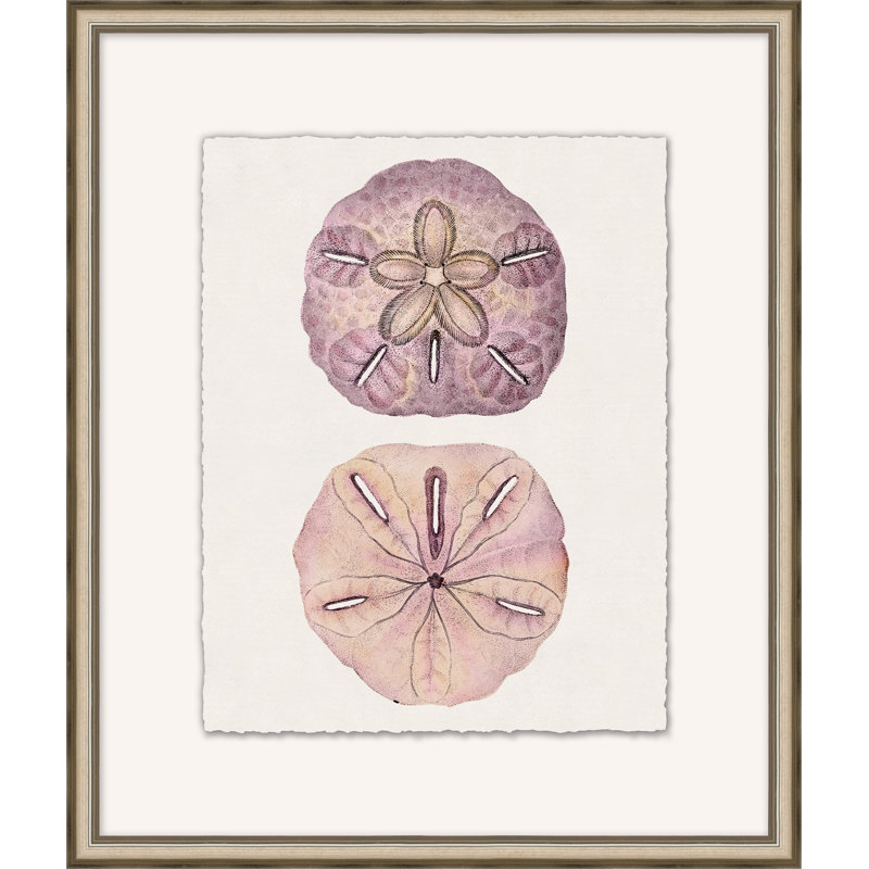 Mauve Shell Study 6 - Peinture encadrée sur papier