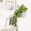 Artificial Plant