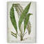 «Botanical Plate XXI», impression sur toile tendue-22188560