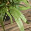 60cm Faux Plant in Pot