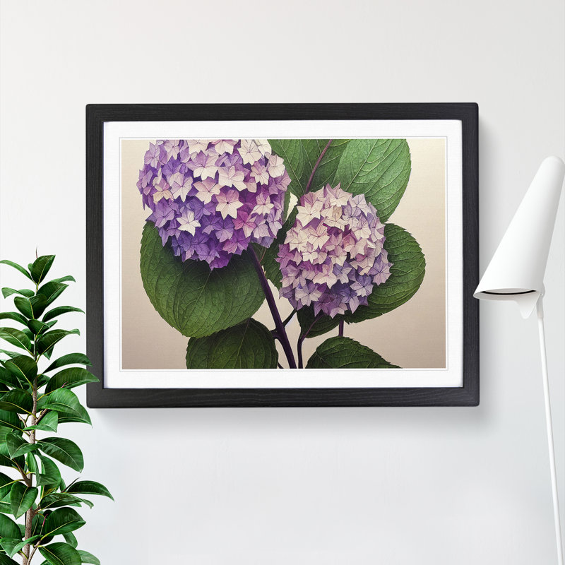 Watercolour Hydrangea Flowers Vol.2 - Single Picture Frame Print, Black, 46cm H x 64cm W x 2cm D