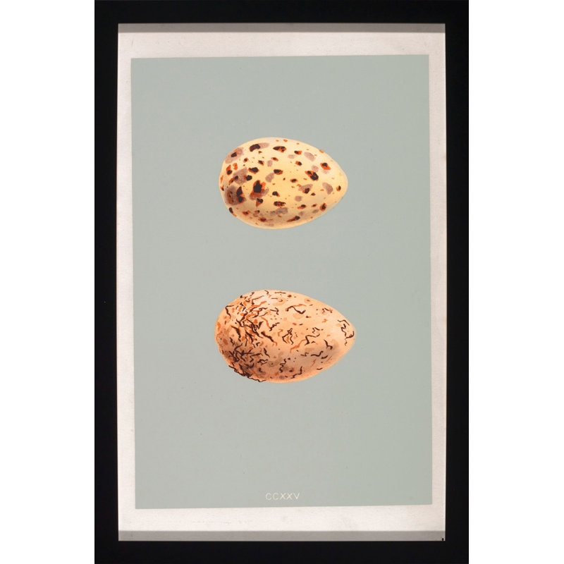 Classic Egg Study 4 Print