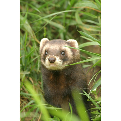 Polecat With A Mask Like Face by AtWaG - No Frame Art Prints on Canvas