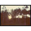 Birch Forest III Print by Alicia Bock