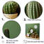 Cactus Jade Juxtaposition I - Cactus, reproduction d'art sur toile-1067002065-1067002064