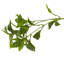 Faux Pieris Tree-Faux Pieris Tree-9.5'-333567023