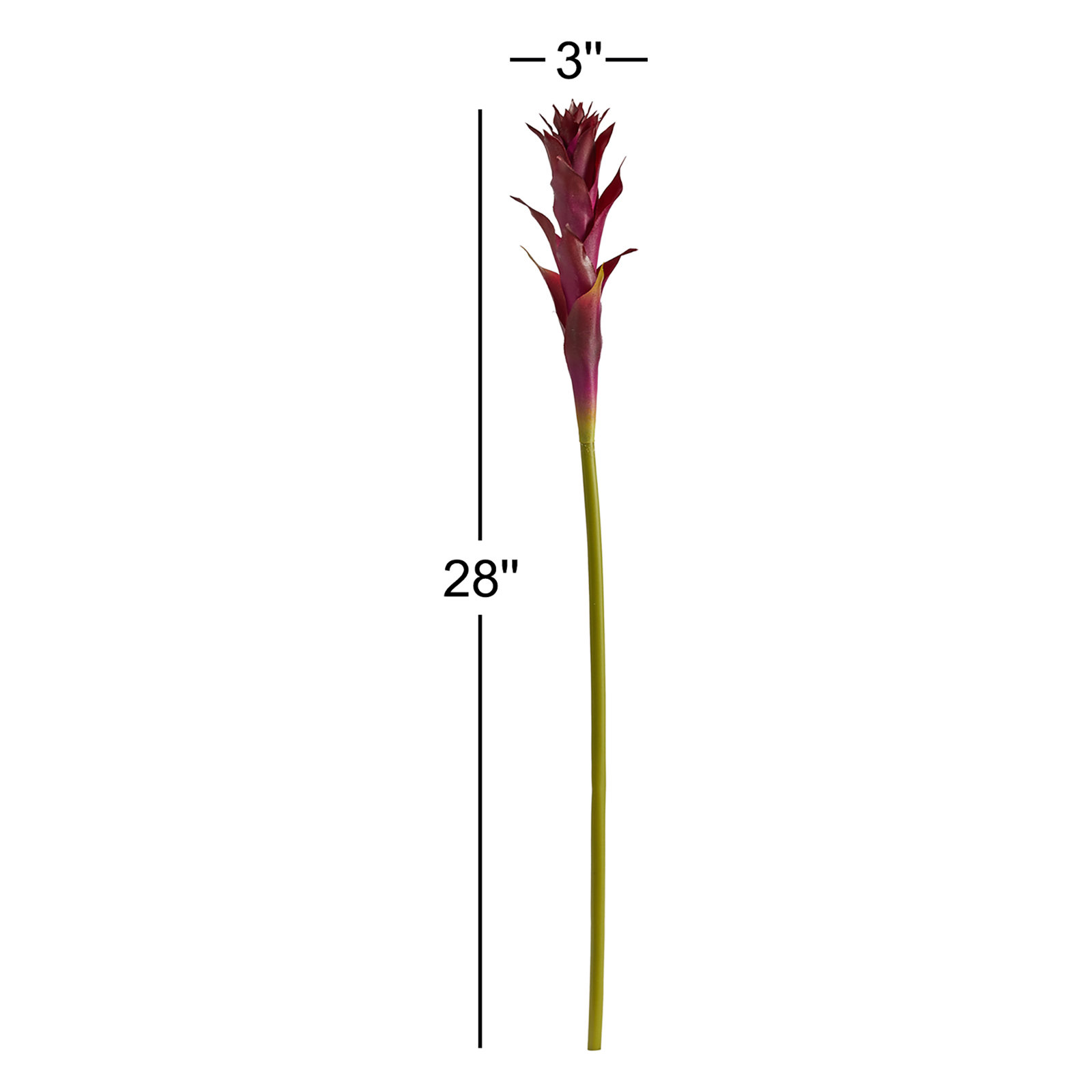 Bromeliad Floral Stems