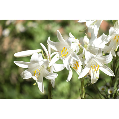 " Madonna Lily "