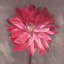« rose zinnia », impression sur toile-20900343