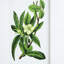 De 4 décorations murales botaniques à fleurs, 20 po x 28 po, décoration intérieure pour plusieurs espaces, élégance classique, décoration naturelle dans différentes pièces, style,