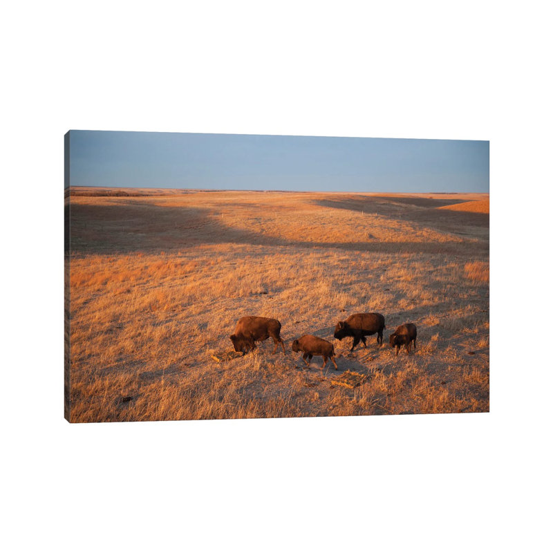 A Herd Of Bison Roam On A Ranch Near Valentine, Nebraska I by Joel Sartore - Gallery-Wrapped Canvas Giclée on Canvas, Canvas