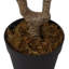 105cm Faux Wintersweet Plant in Planter