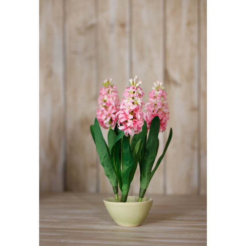 Hyacinth Stem, Pink
