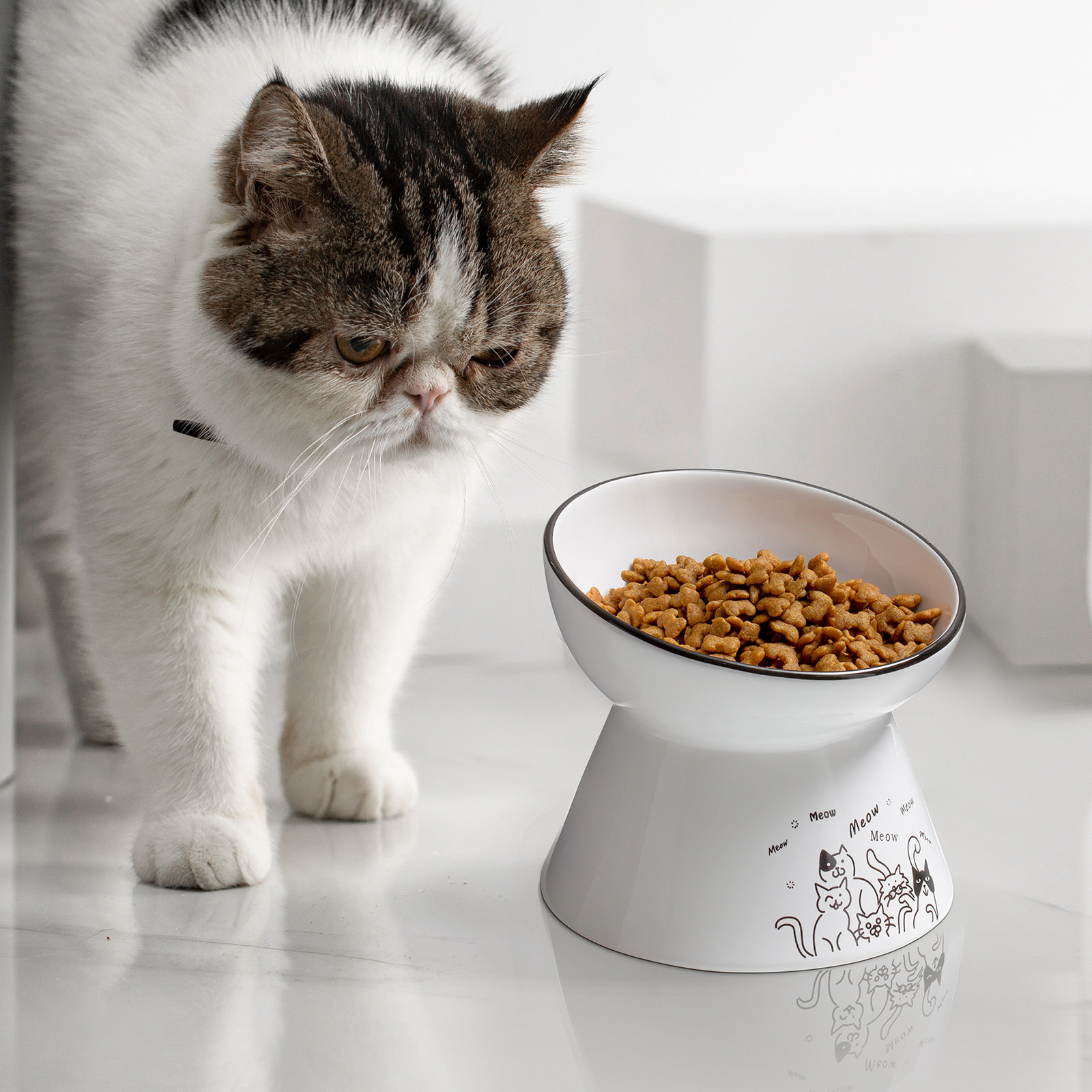 Buy Ergonomic Cat Feeding Bowls @ $22.99 - FREE SHIPPING