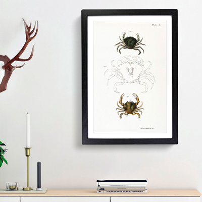 Crab Illustrations PL. 5 by J.E. De Kay - Picture Frame Painting Print on MDF