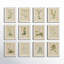 Wild Flower Botanical Set