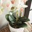 Stiles Handmade Light Pink Orchid with Root Ball