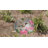 10"W Hummingbird Glass Bird Feeder & Birdbath