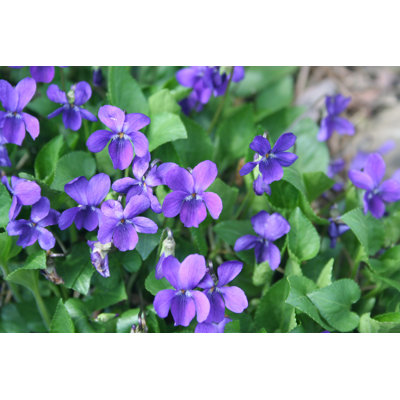 Violets In The Garden by SaraTM - Wrapped Canvas Print