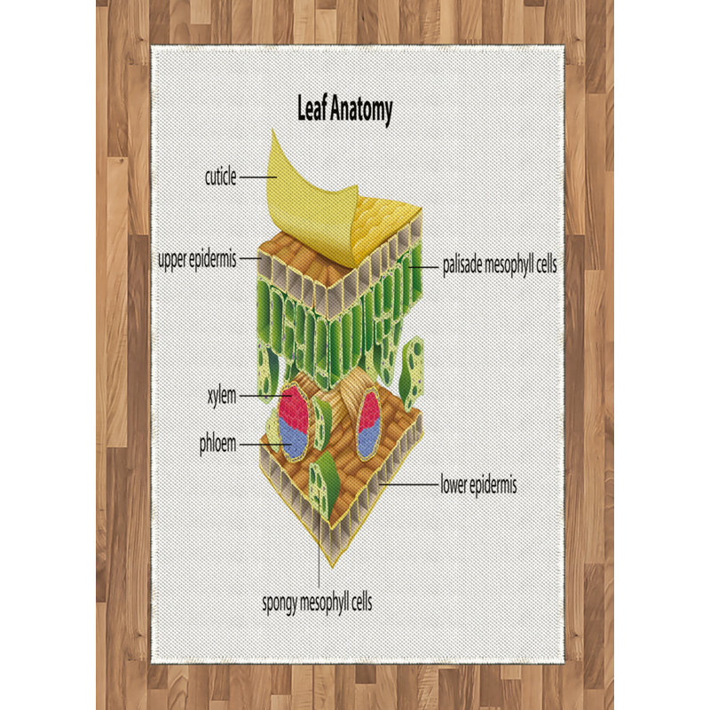 Science High Density Long Fiber Poly Threads Decorative Area Rug Carpet, Rectangle 4' x 5'8"