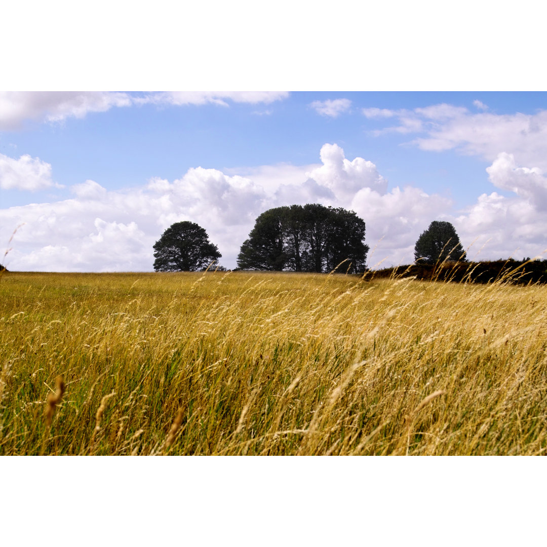 Englische Wiese von Jhorrocks - Leinwandbild