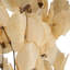 Vickerman 13,5 à 17 po, feuille de Moneta séchée sur rameau, conservée