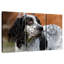 Setter anglais tacheté-1706497098