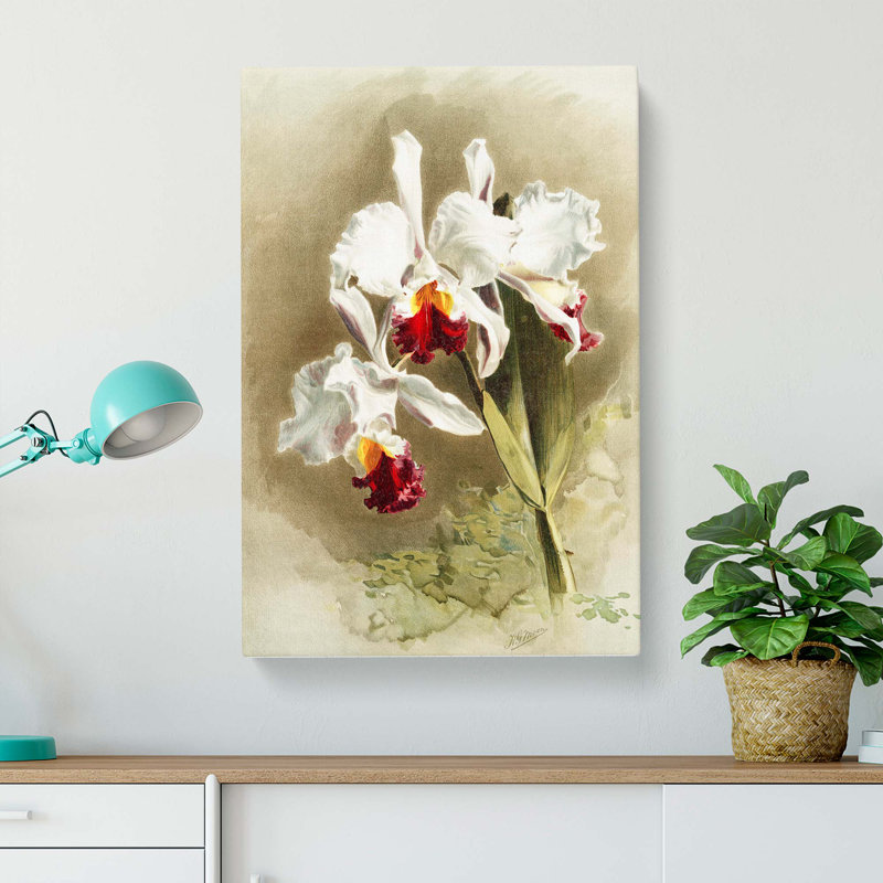 Magnolia Flowers Illustration Tab. 28 by Frederick Sander - Wrapped Canvas, 76cm H x 50cm W x 3cm D
