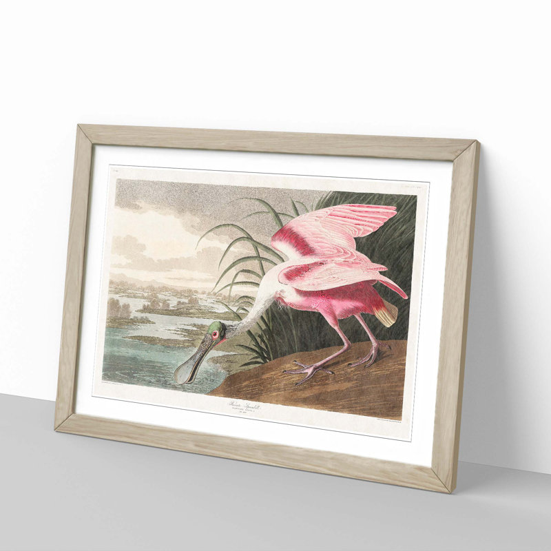 Roseate Spoonbill by John James Audubon - Picture Frame Graphic Art Print, 35cm H x 50cm W x 2cm D, Oak