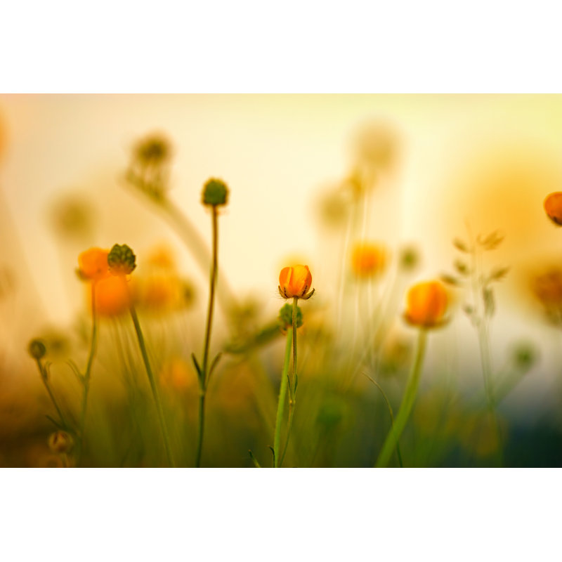 Blooming Little Meadow Flower by Photoiris2021 - Wrapped Canvas Print, 30.48cm H x 45.72cm W