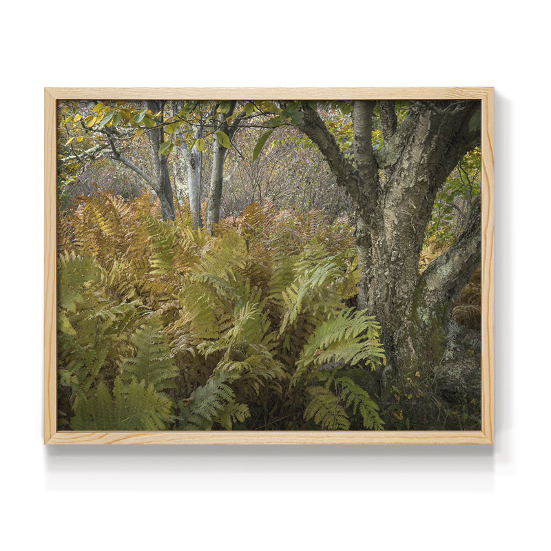 Fougères d'automne - reproduction encadrée - réaménageable, Naturel, H 11 po x l 14 po