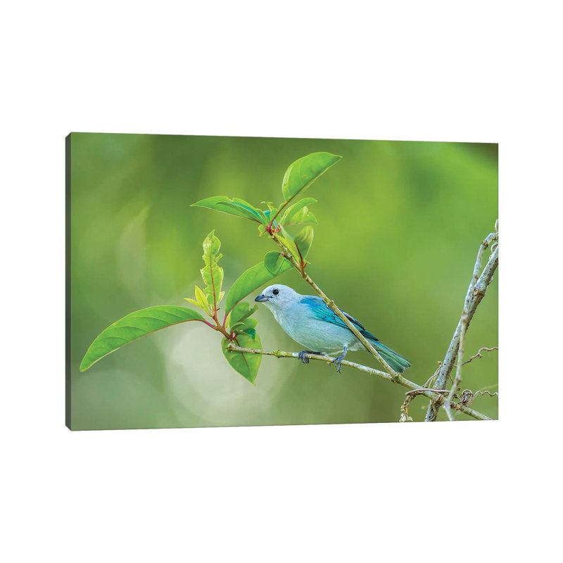 Costa Rica, Sarapiqui River Valley. Blue-Grey Tanager On Limb. by Jaynes Gallery - Wrapped Canvas Print