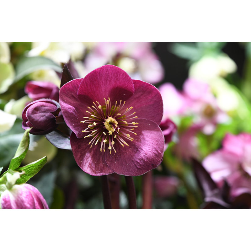 Helleborus Niger by L Feddes - Wrapped Canvas Print, 30cm H x 46cm W