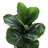 20" Artificial Fiddle Leaf Fig Tree in Basket