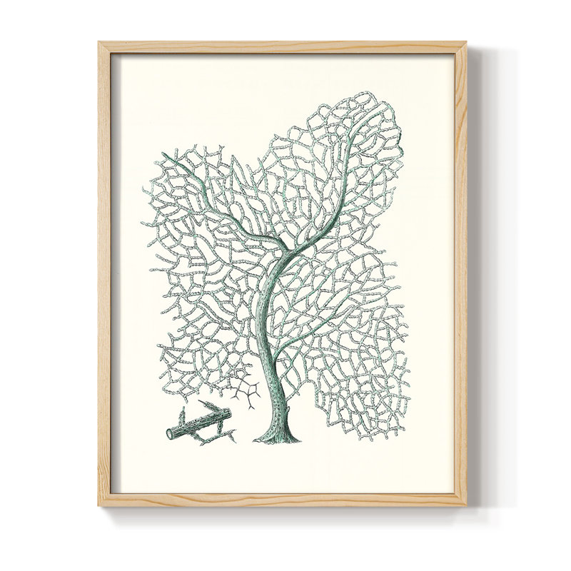 Impression antique encadrée corail II - bois massif, H 11 po x l 9 po