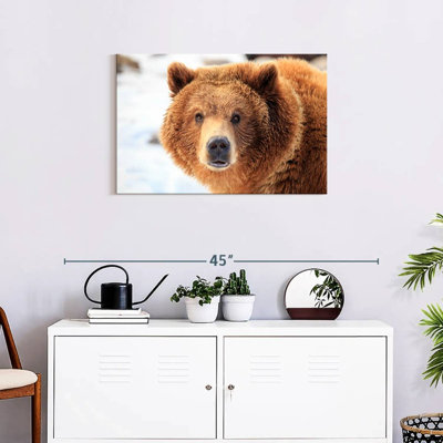 Grizzly Bear Stare