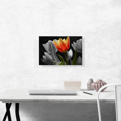 " Orange Tulip In Garden Green Leaves "