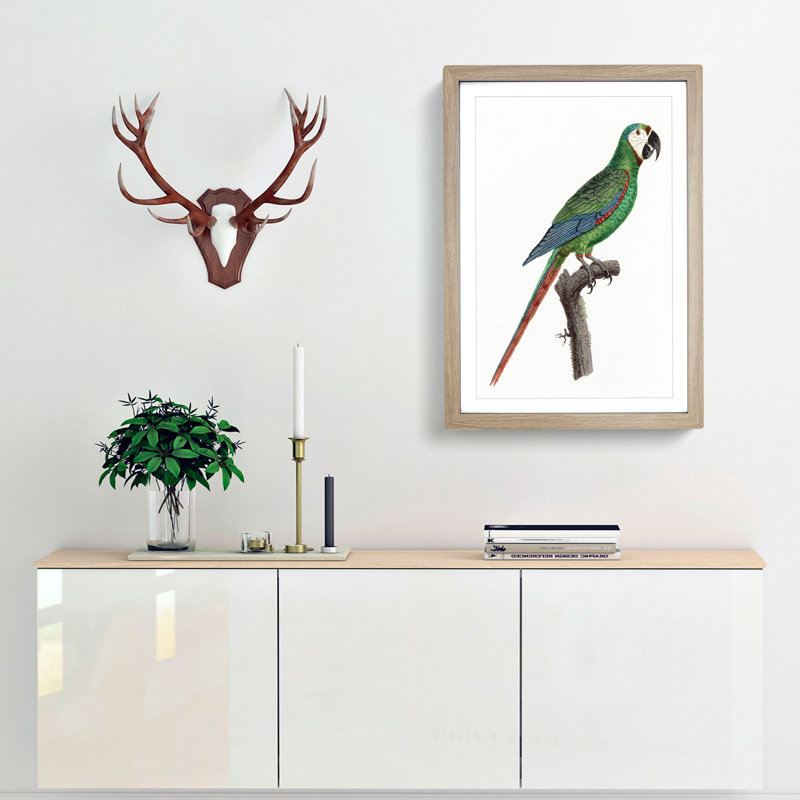 A Blue-Winged Macaw Parrot by F. Levaillant - Framed Print, 63cm H x 45cm W x 2cm D, Oak Framed