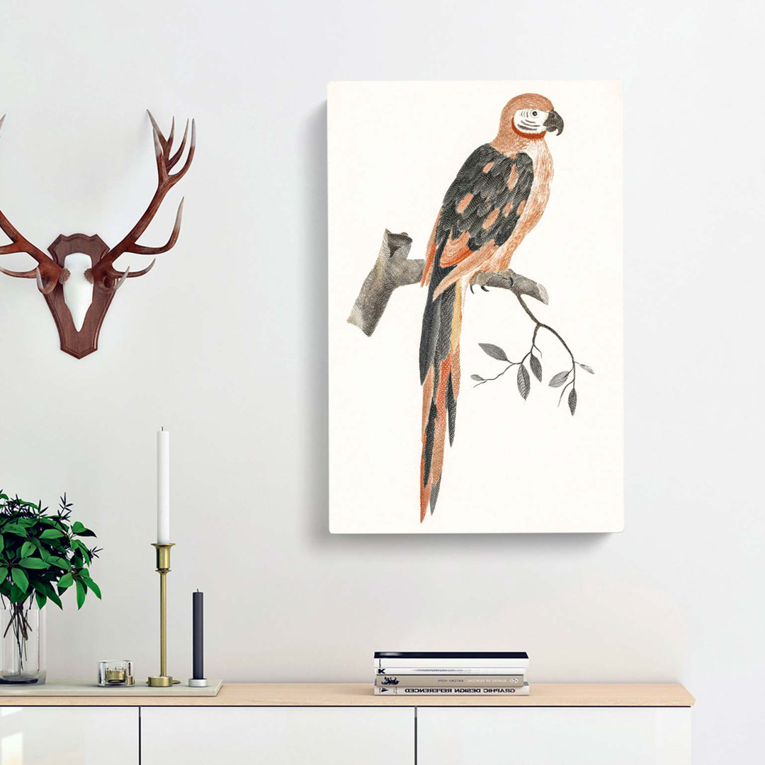A Parrot by Johan Teyler - Wrapped Canvas