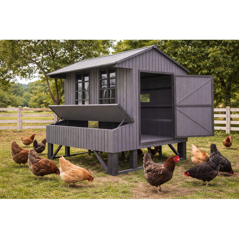 Poulailler robuste de style Amish Ranch gris / noir 4 pi x 6 pi