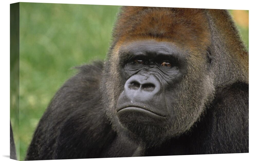 https://assets.wfcdn.com/im/71409609/compr-r85/4088/40887439/africah-western-lowland-gorilla-silverback-male-portrait-on-canvas-print.jpg