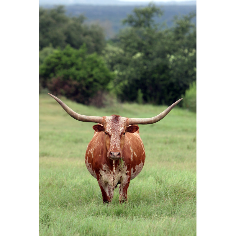 Longhorn by Xjben - No Frame Art Prints on Canvas, 122cm H x 81cm W