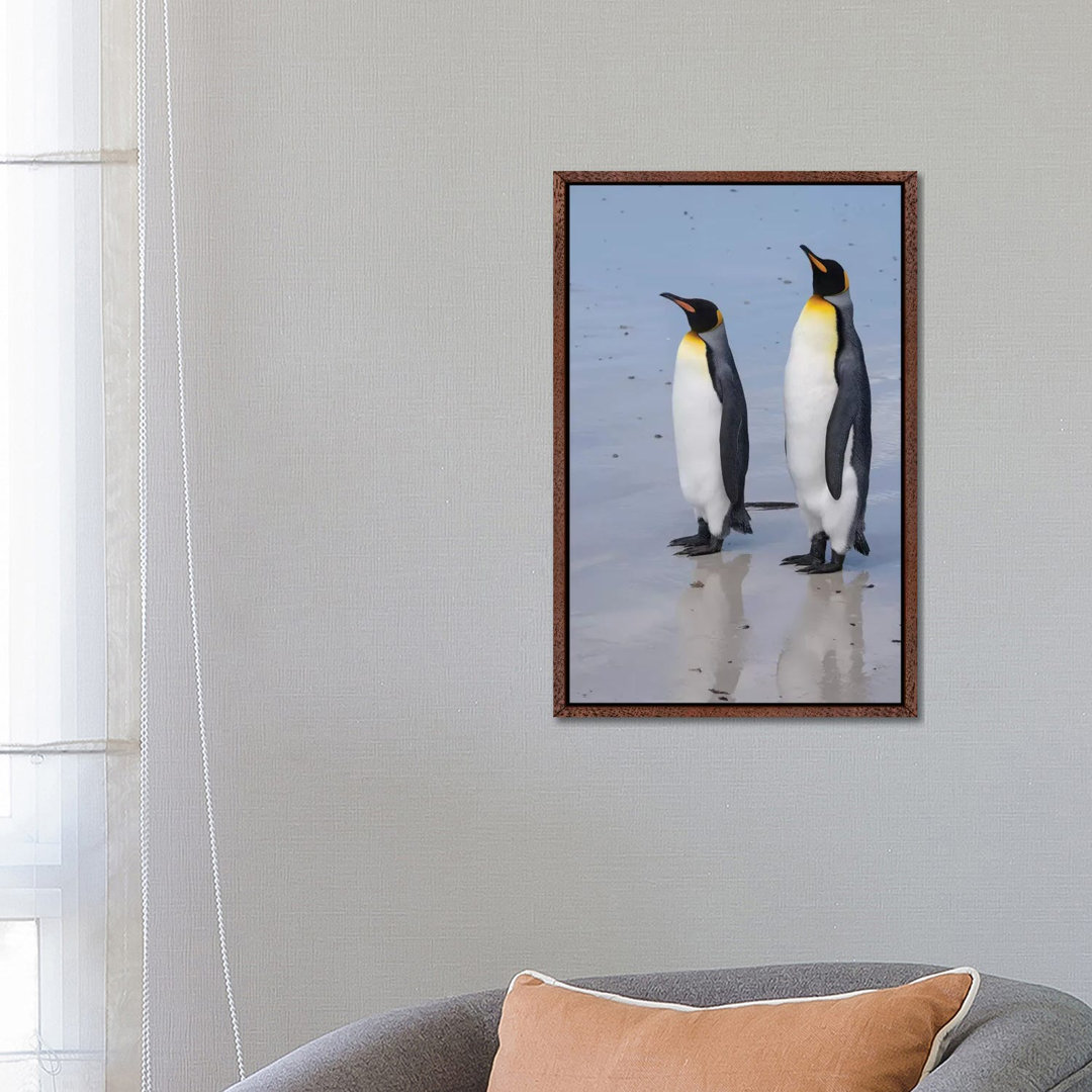 Portrait Of Two King Penguins, Aptenodytes Patagonica, On A White Sandy Beach. von Sergio Pitamitz - Gallery-Wrapped Can...