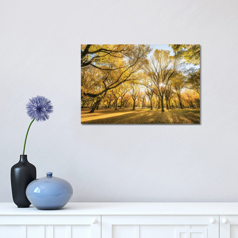 American Elm Trees in Autumn Season, Central Park, New York City, USA 1 Piece Wrapped Canvas Wall Art