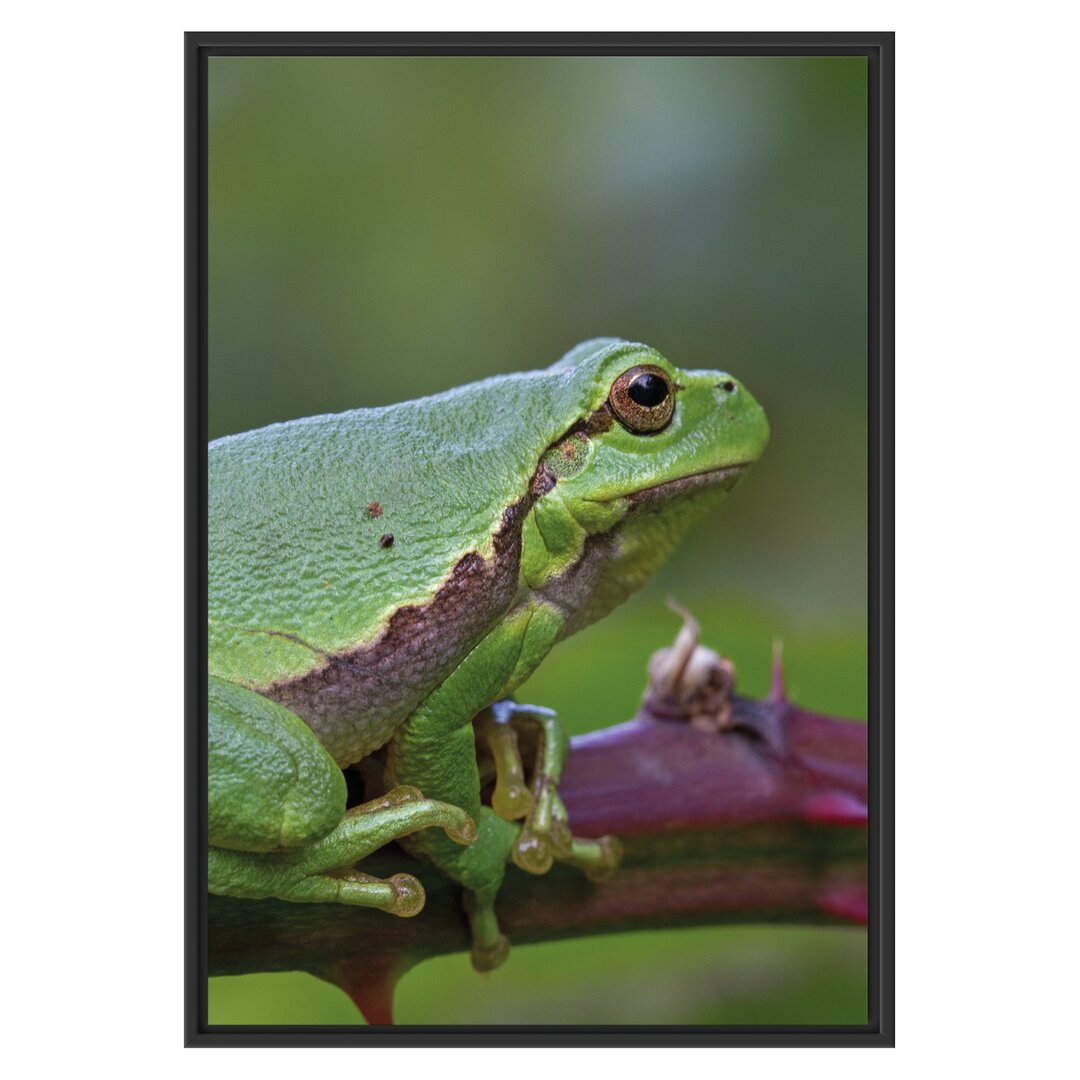 Gerahmtes Wandbild kleiner Frosch auf Dornenast