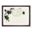 Hydrangea by Kono Bairei - Framed Print-55769189-55769190