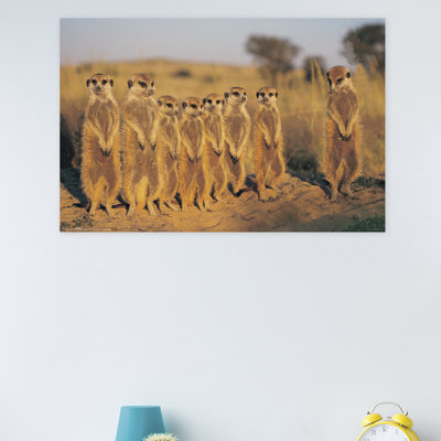 Animals Paper Print